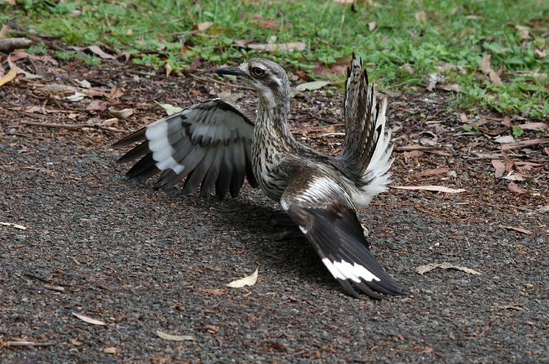 Bush_Stone-curlew__Burhinus_grallarius__007.jpg