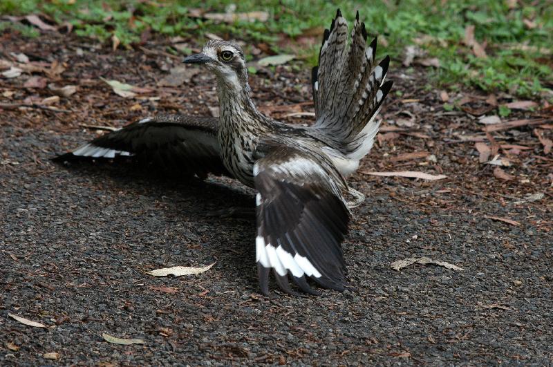 Bush_Stone-curlew__Burhinus_grallarius__008.jpg