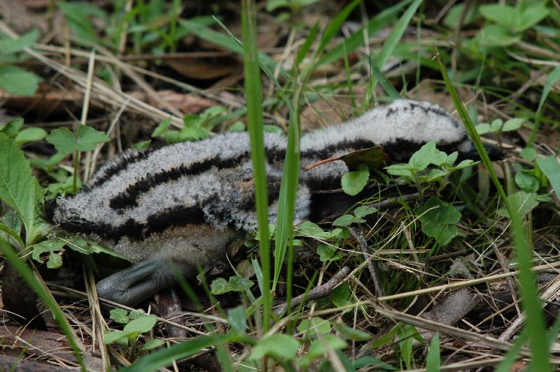 Bush_Stone-curlew__Burhinus_grallarius__010.jpg