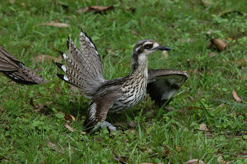 Bush_Stone-curlew__Burhinus_grallarius__011.jpg