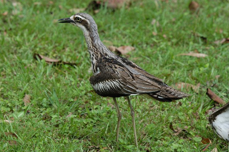 Bush_Stone-curlew__Burhinus_grallarius__014.jpg