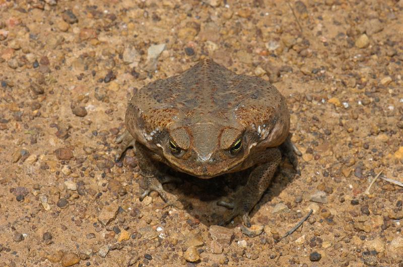 Cane_Toad__Bufo_marinus__003.jpg