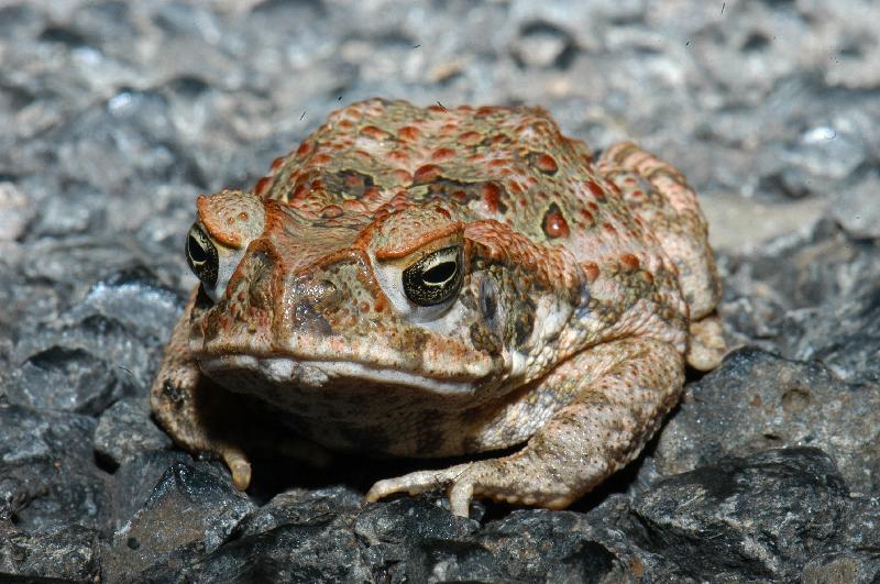 Cane_Toad__Bufo_marinus__005.jpg