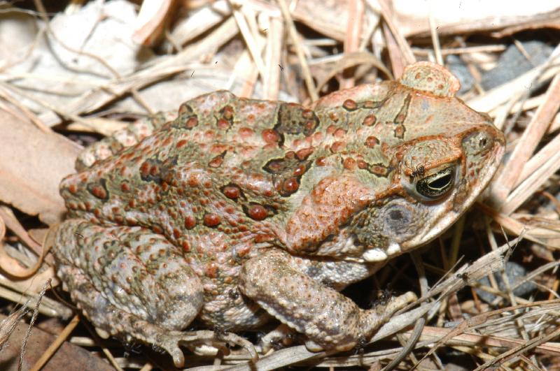 Cane_Toad__Bufo_marinus__006.jpg