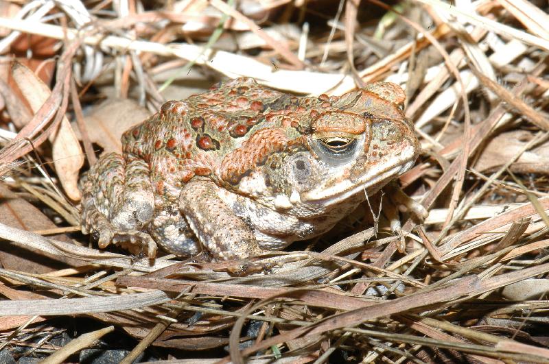 Cane_Toad__Bufo_marinus__007.jpg