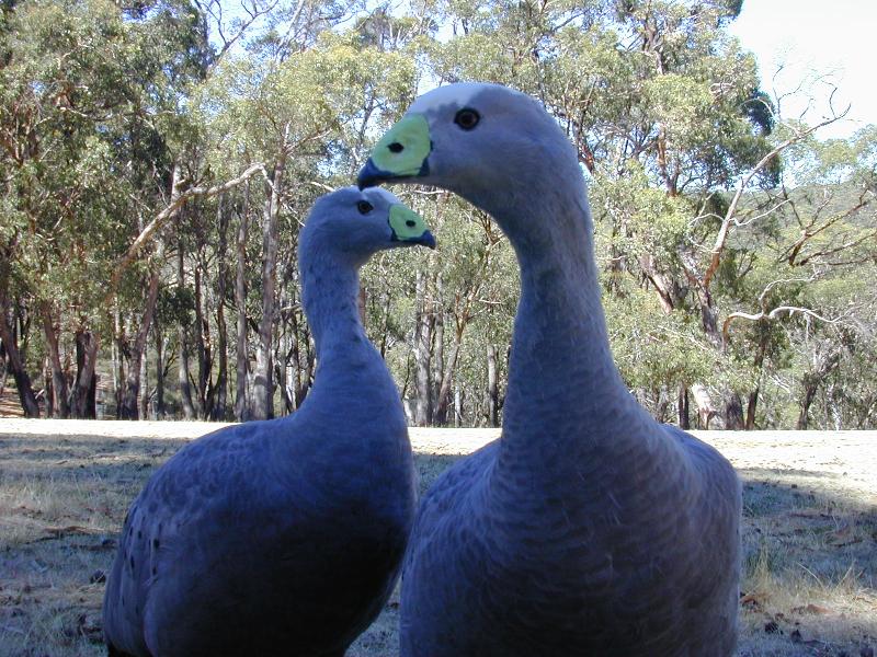 Cape_Barren_Goose__Cereopsis_novaehollandiae__003.jpg