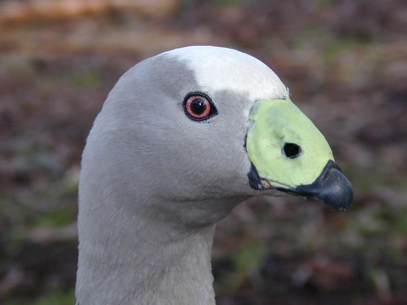 Cape_Barren_Goose__Cereopsis_novaehollandiae__005.jpg