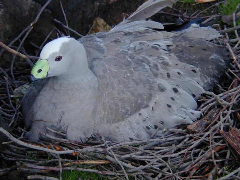 Cape_Barren_Goose__Cereopsis_novaehollandiae__006.jpg