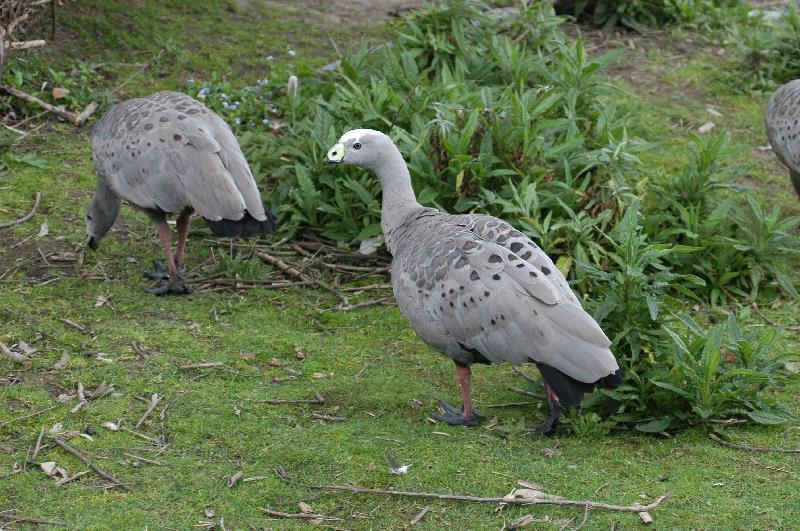 Cape_Barren_Goose__Cereopsis_novaehollandiae__008.jpg