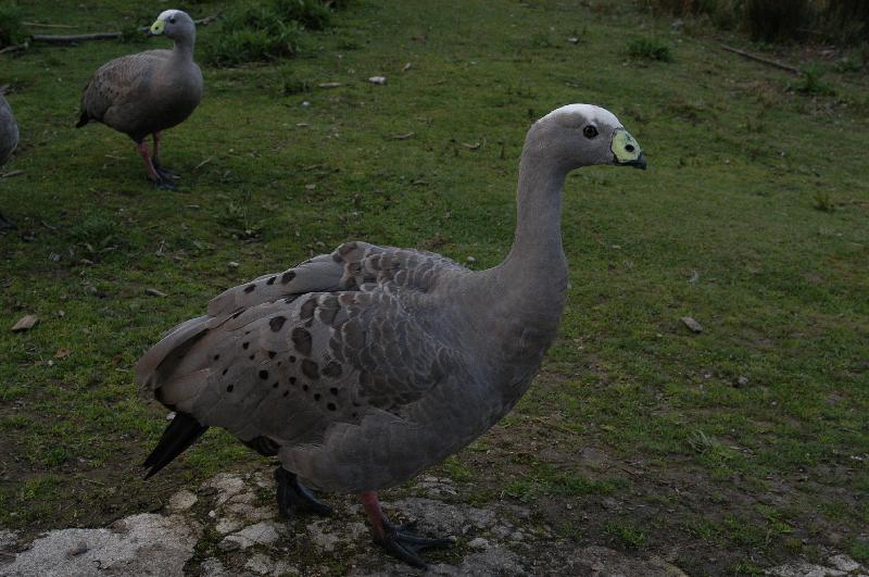 Cape_Barren_Goose__Cereopsis_novaehollandiae__009.jpg