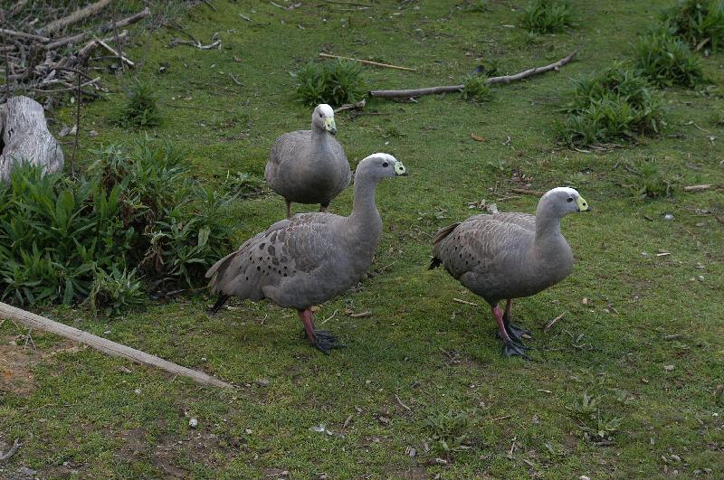 Cape_Barren_Goose__Cereopsis_novaehollandiae__010.jpg