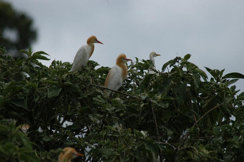 Cattle_Egret__Ardea_ibis__003.jpg