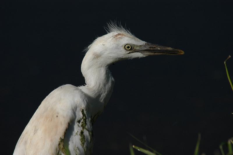 Cattle_Egret__Ardea_ibis__005.jpg