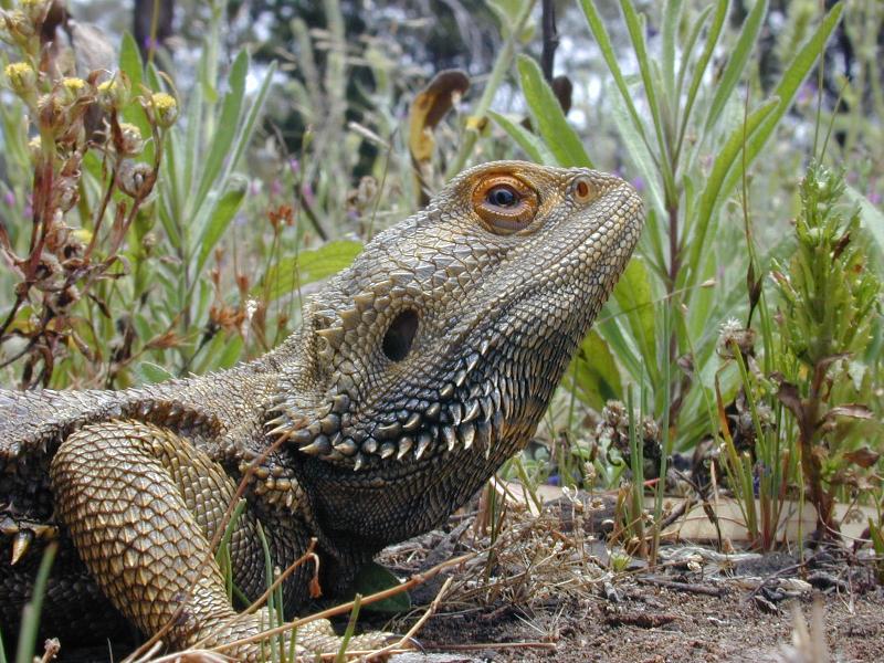 Central_Bearded_Dragon__Pogona_vitticeps__002.jpg