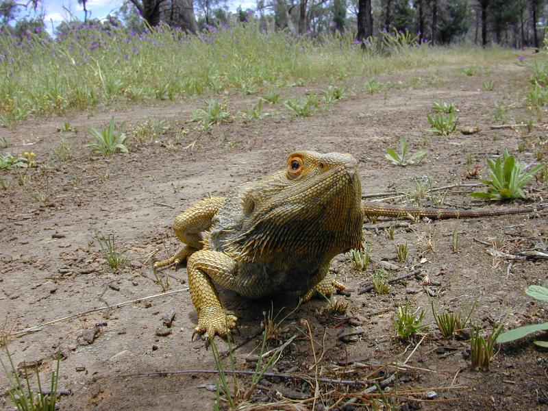 Central_Bearded_Dragon__Pogona_vitticeps__003.jpg