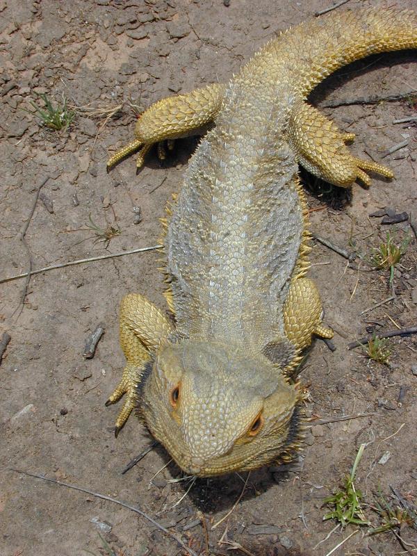 Central_Bearded_Dragon__Pogona_vitticeps__004.jpg