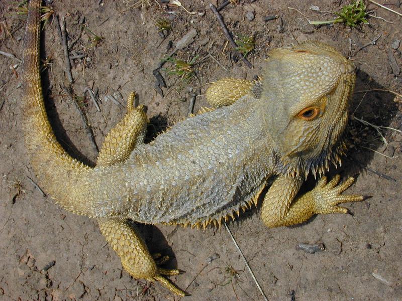 Central_Bearded_Dragon__Pogona_vitticeps__005.jpg