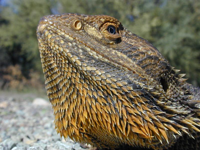 Central_Bearded_Dragon__Pogona_vitticeps__006.jpg