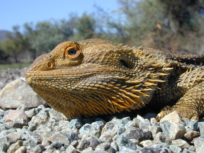 Central_Bearded_Dragon__Pogona_vitticeps__007.jpg