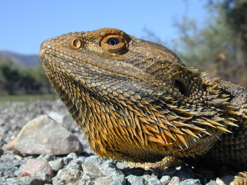 Central_Bearded_Dragon__Pogona_vitticeps__008.jpg