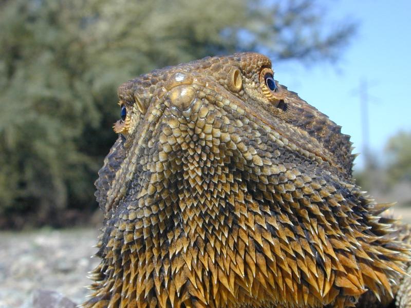 Central_Bearded_Dragon__Pogona_vitticeps__009.jpg