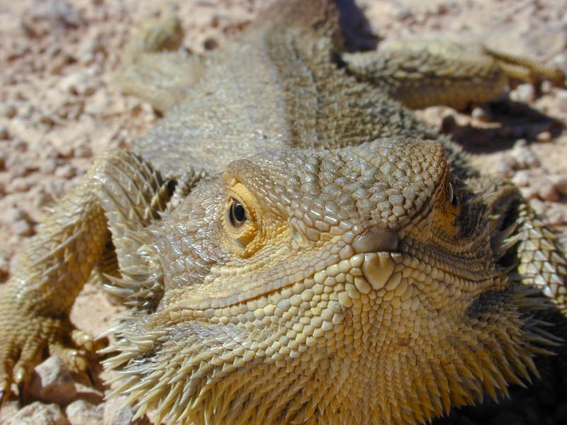 Central_Bearded_Dragon__Pogona_vitticeps__010.jpg