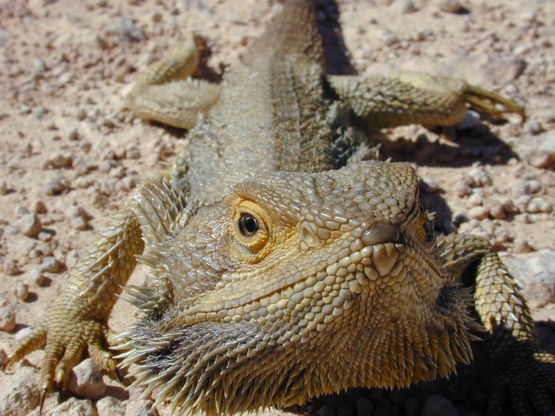 Central_Bearded_Dragon__Pogona_vitticeps__011.jpg