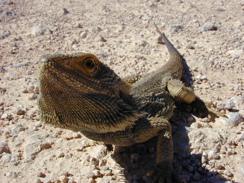 Central_Bearded_Dragon__Pogona_vitticeps__012.jpg