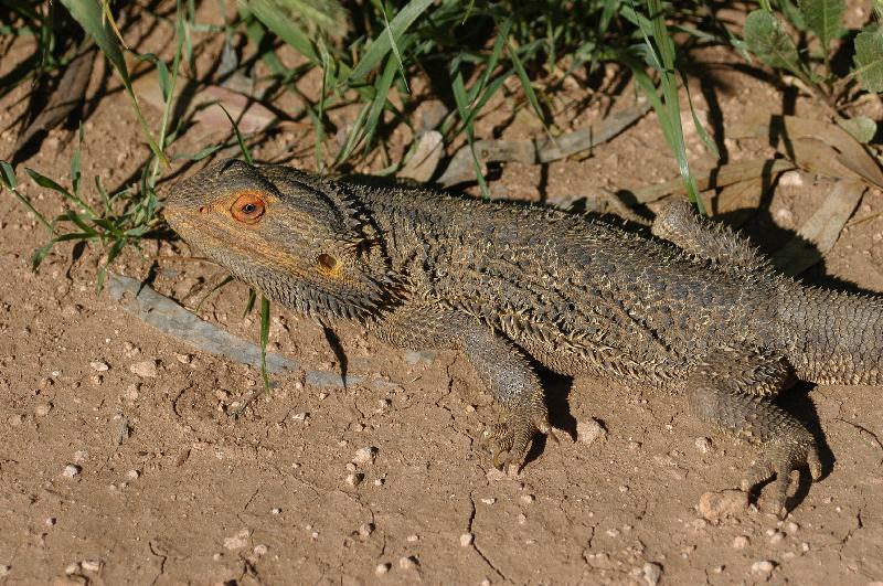 Central_Bearded_Dragon__Pogona_vitticeps__013.jpg