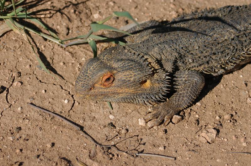 Central_Bearded_Dragon__Pogona_vitticeps__014.jpg