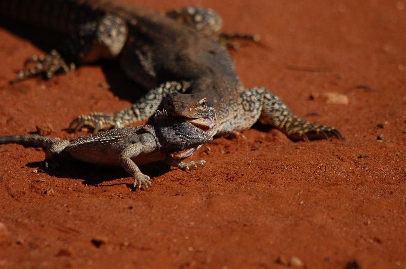 Central_Bearded_Dragon__Pogona_vitticeps__015.jpg