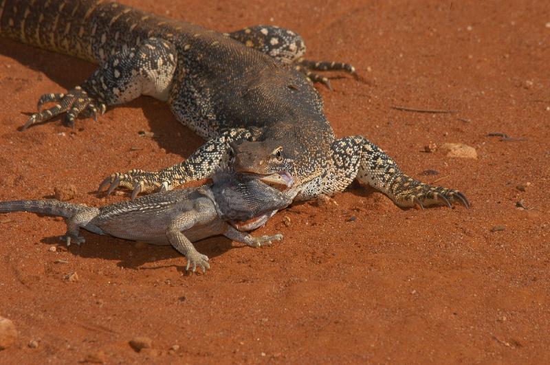 Central_Bearded_Dragon__Pogona_vitticeps__016.jpg