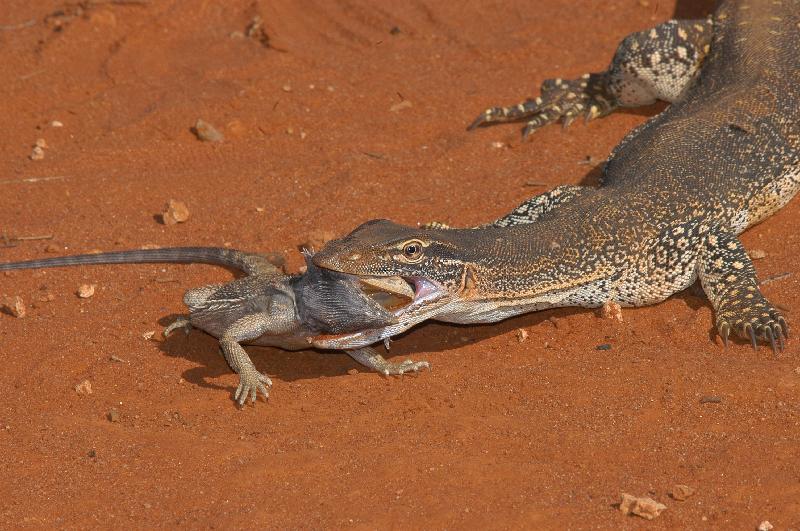 Central_Bearded_Dragon__Pogona_vitticeps__017.jpg