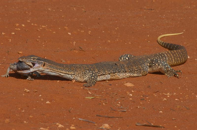 Central_Bearded_Dragon__Pogona_vitticeps__018.jpg