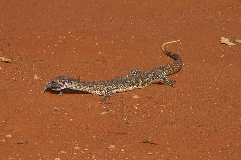 Central_Bearded_Dragon__Pogona_vitticeps__019.jpg