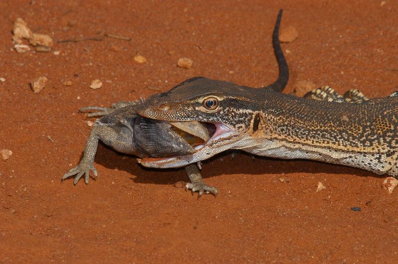 Central_Bearded_Dragon__Pogona_vitticeps__020.jpg