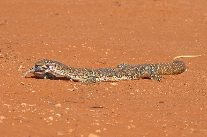 Central_Bearded_Dragon__Pogona_vitticeps__022.jpg