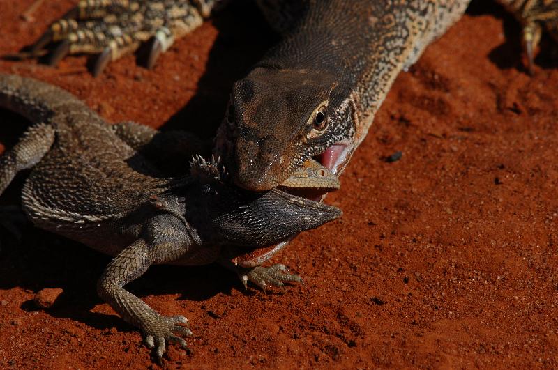 Central_Bearded_Dragon__Pogona_vitticeps__023.jpg