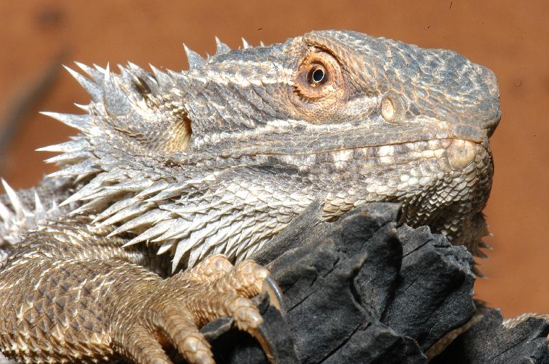 Central_Bearded_Dragon__Pogona_vitticeps__025.jpg