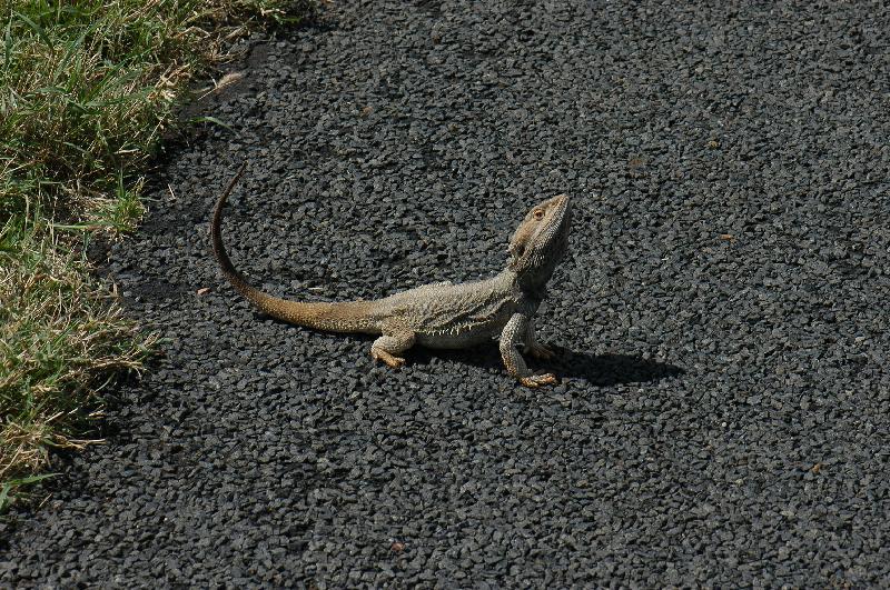 Central_Bearded_Dragon__Pogona_vitticeps__027.jpg