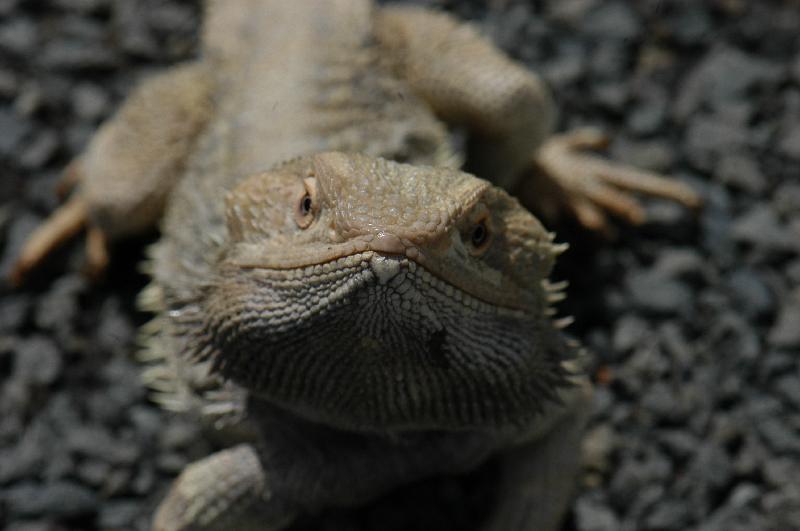 Central_Bearded_Dragon__Pogona_vitticeps__028.jpg