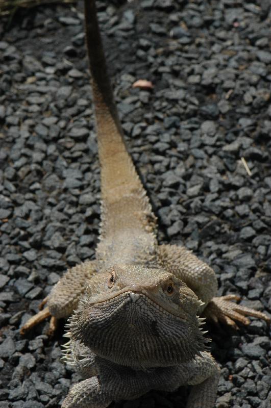 Central_Bearded_Dragon__Pogona_vitticeps__029.jpg