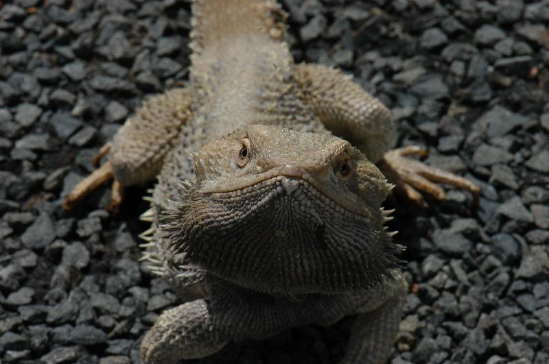 Central_Bearded_Dragon__Pogona_vitticeps__030.jpg