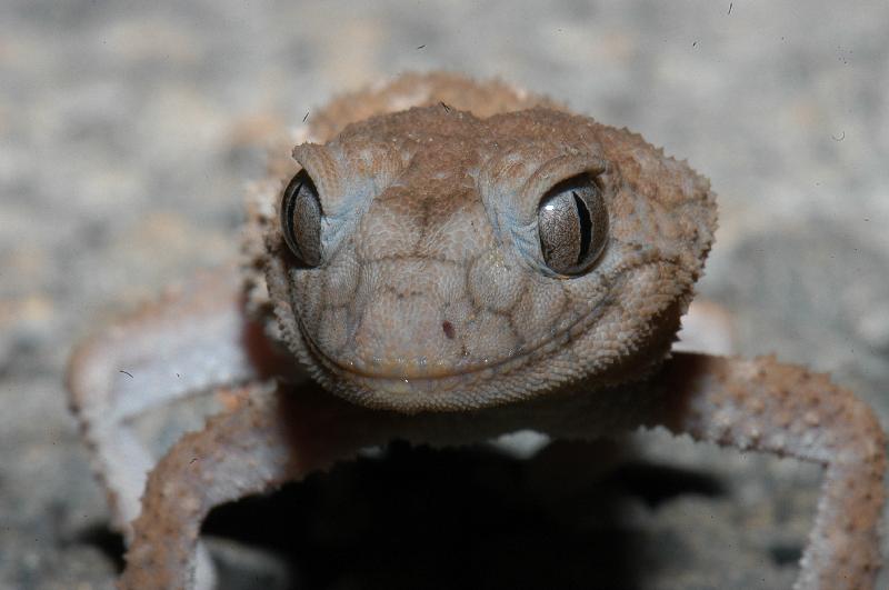 Centralian_Knob-Tailed_Gecko__Nephrurus_amyae__001.jpg