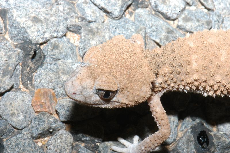 Centralian_Knob-Tailed_Gecko__Nephrurus_amyae__002.jpg