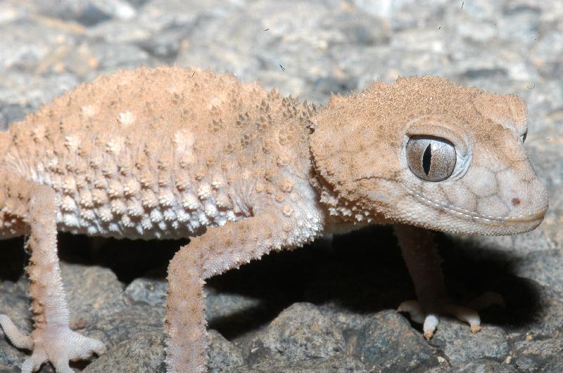 Centralian_Knob-Tailed_Gecko__Nephrurus_amyae__003.jpg