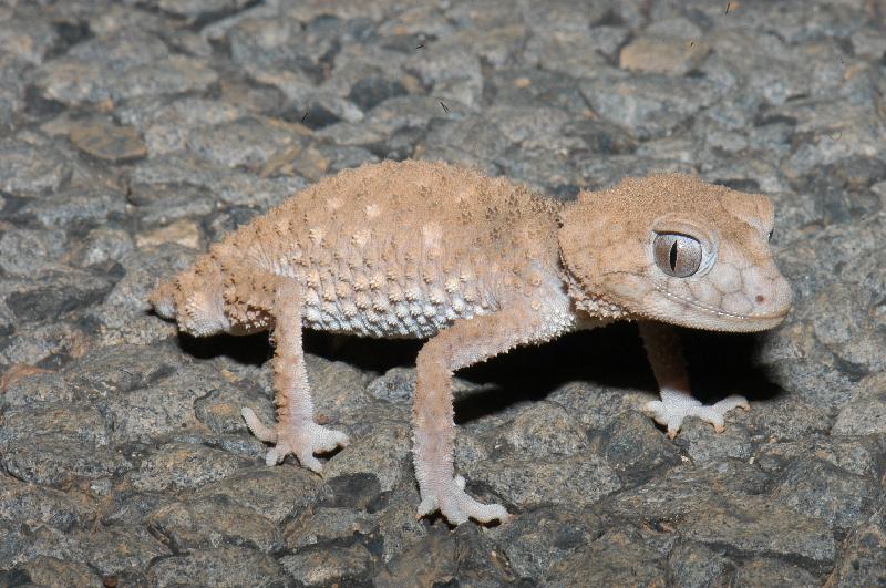 Centralian_Knob-Tailed_Gecko__Nephrurus_amyae__004.jpg