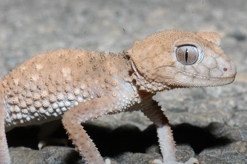 Centralian_Knob-Tailed_Gecko__Nephrurus_amyae__005.jpg