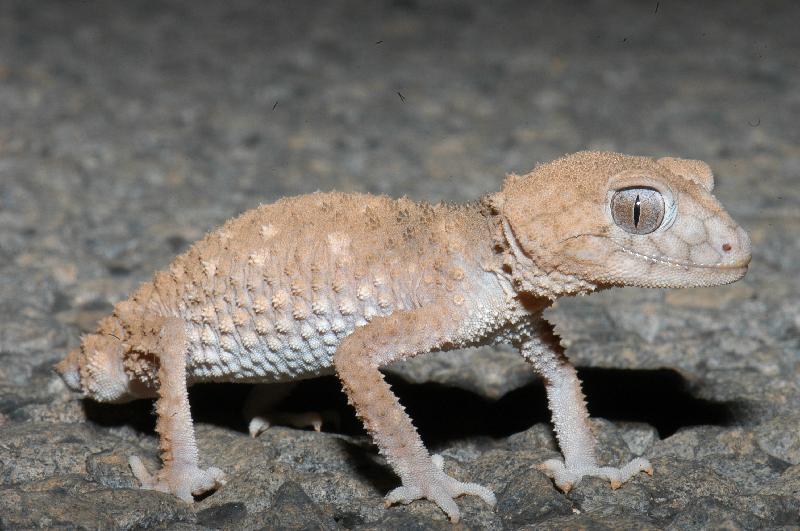 Centralian_Knob-Tailed_Gecko__Nephrurus_amyae__006.jpg