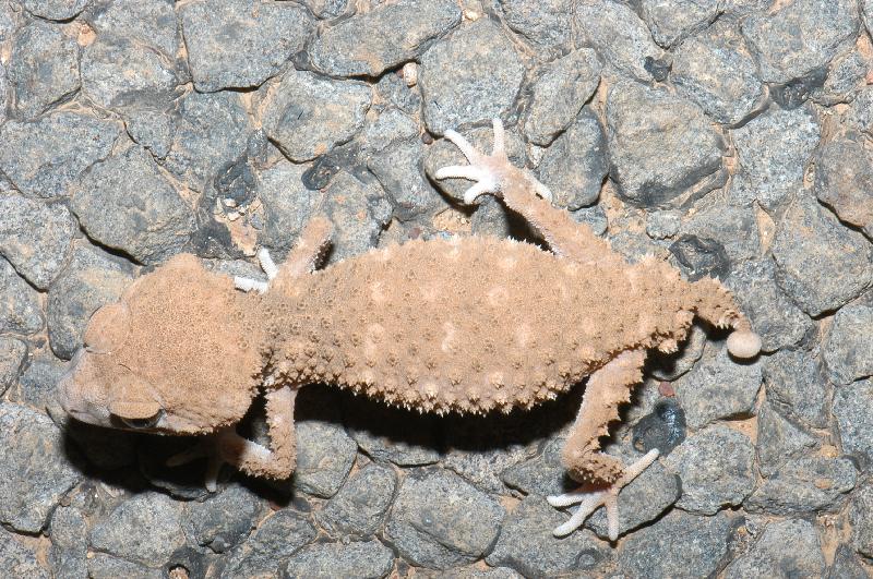 Centralian_Knob-Tailed_Gecko__Nephrurus_amyae__007.jpg